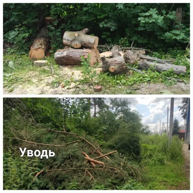 В Беляницах убрали опасные деревья после жалоб жителей