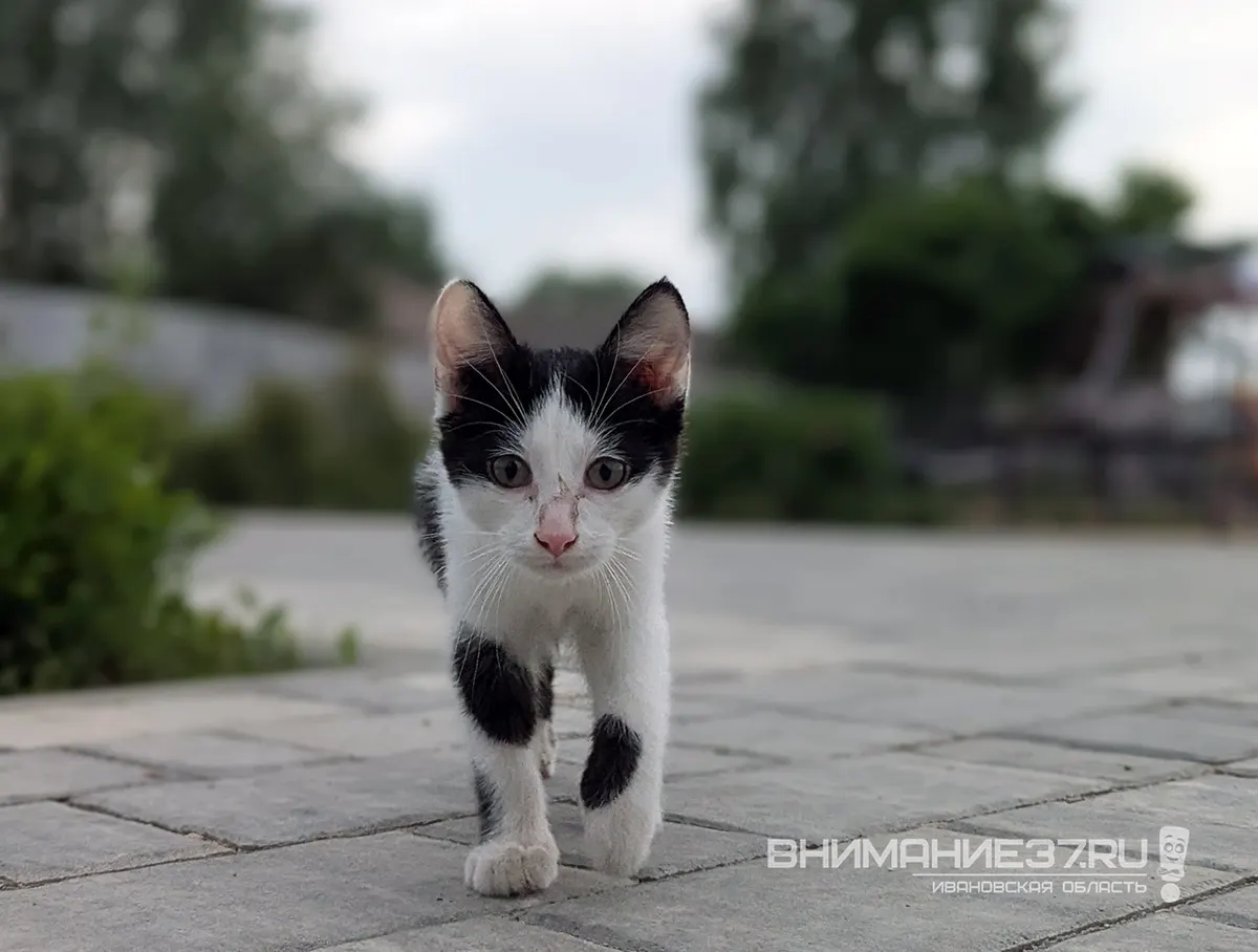 В Вичугском округе пройдет вакцинация питомцев