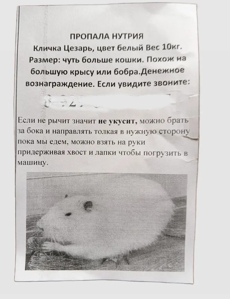 Белая нутрия сбежала в Иванове и нашлась благодаря бдительным горожанам — фото 1 из 2