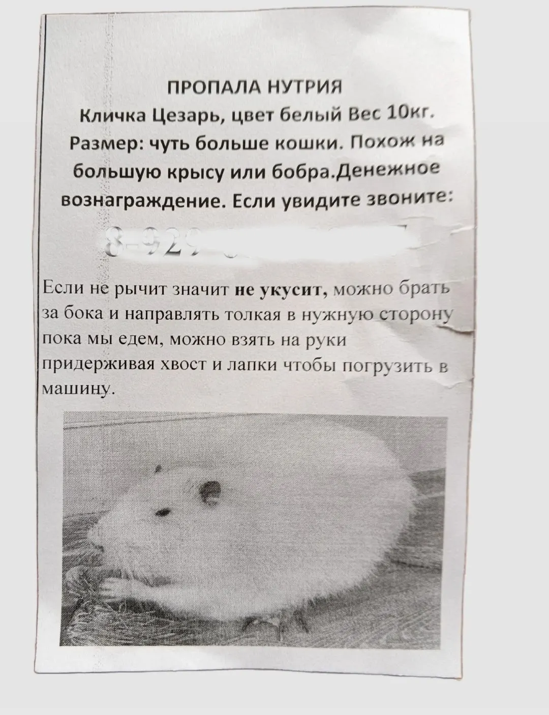 Белая нутрия сбежала в Иванове и нашлась благодаря бдительным горожанам — фото 1 из 2