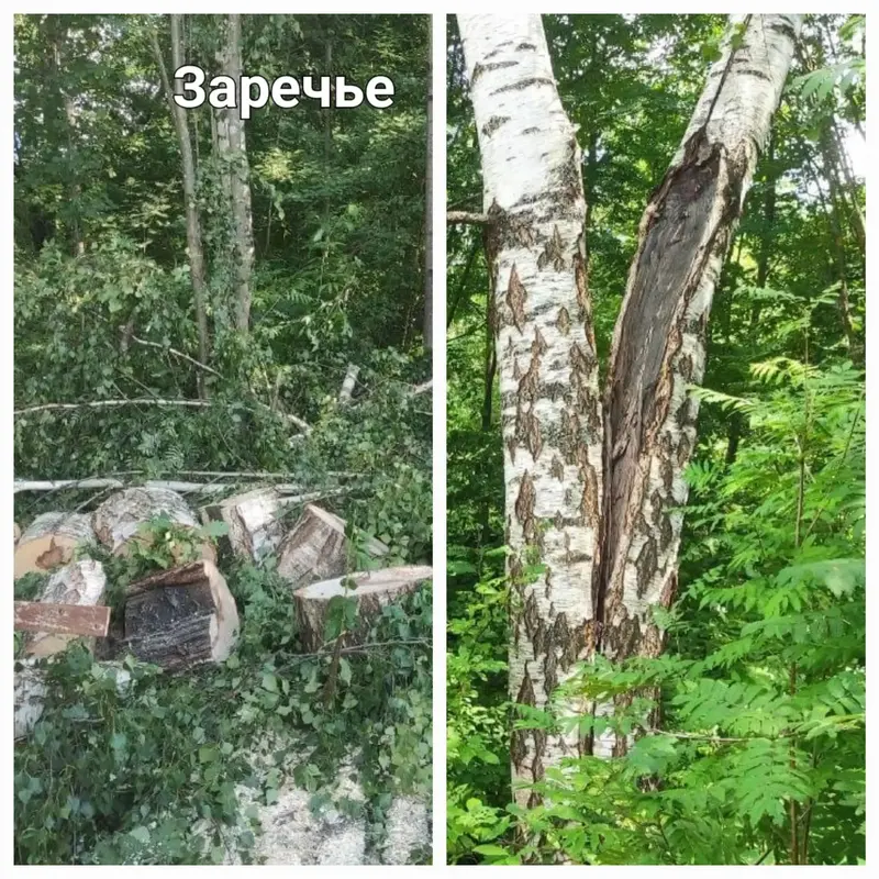 В Беляницах убрали опасные деревья после жалоб жителей — фото 2 из 2