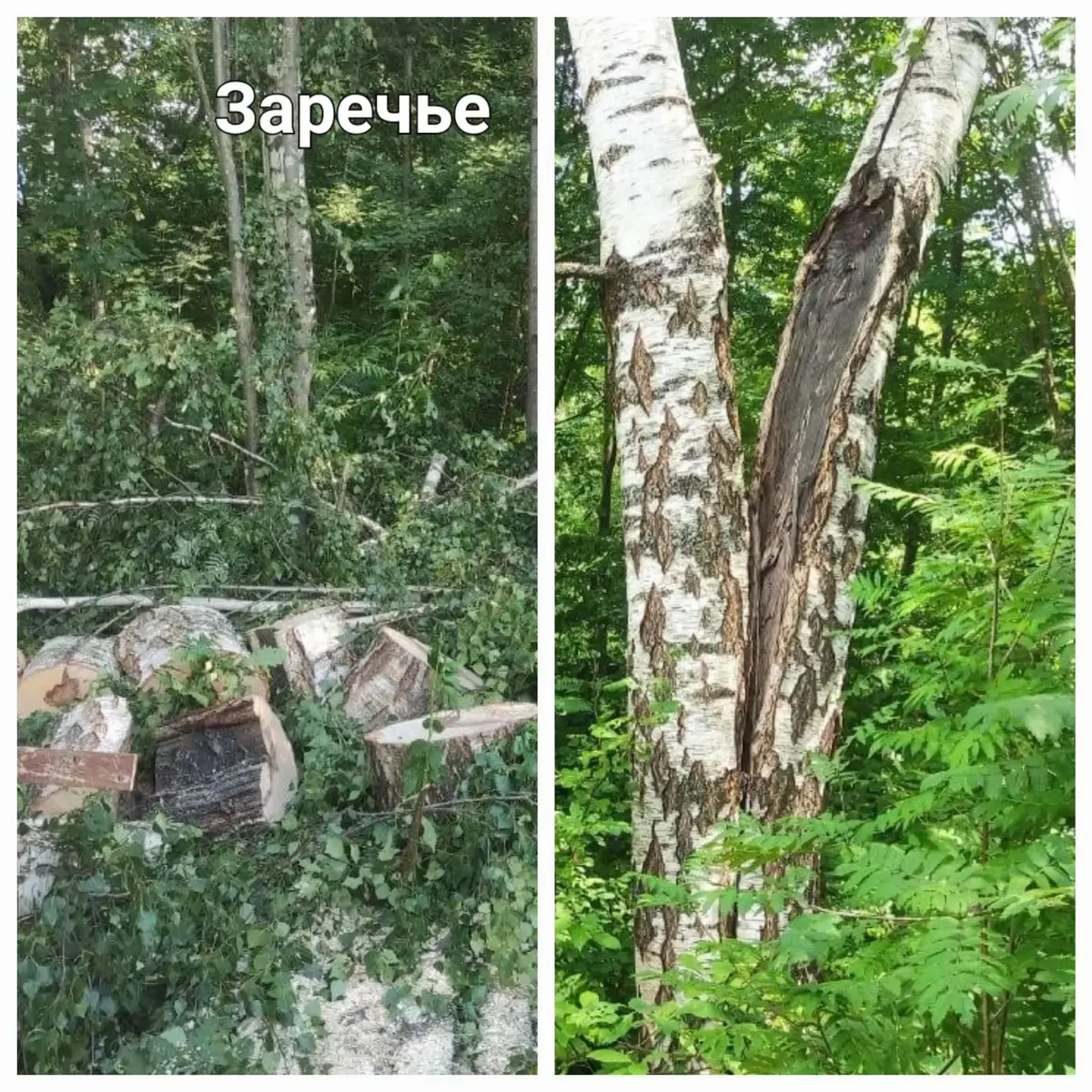 В Беляницах убрали опасные деревья после жалоб жителей — фото 2 из 2