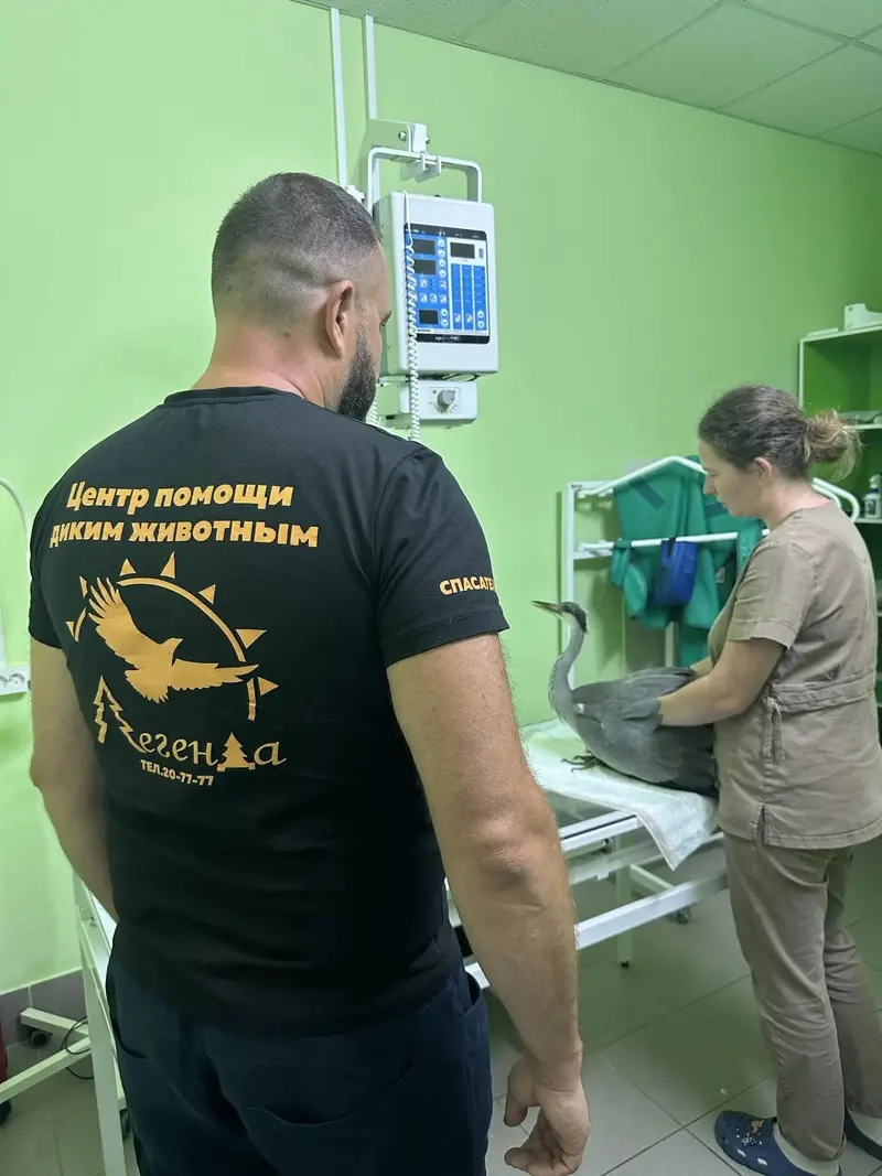 В Иванове спасают цаплю-подростка и енотовидную собаку с перебитым позвоночником — фото 1 из 3