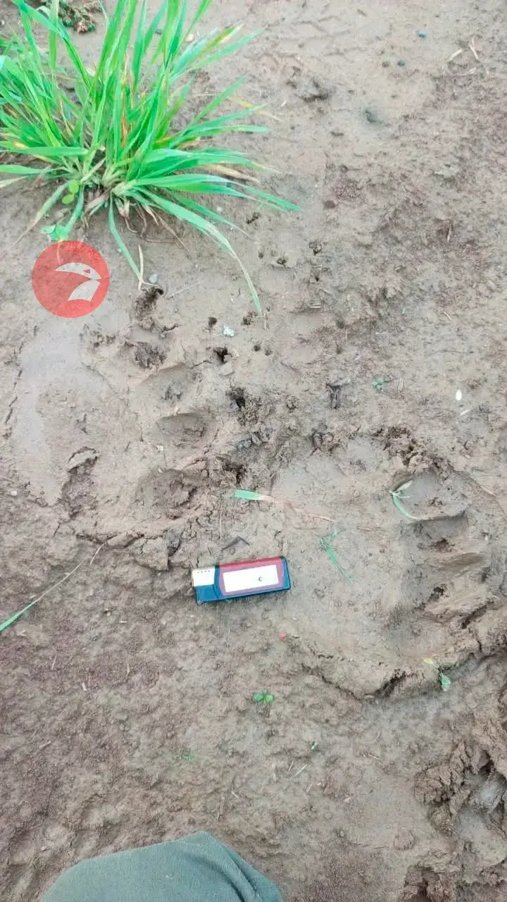 Медвежьи следы у села Межи сорвали грибной сезон — фото 2 из 3