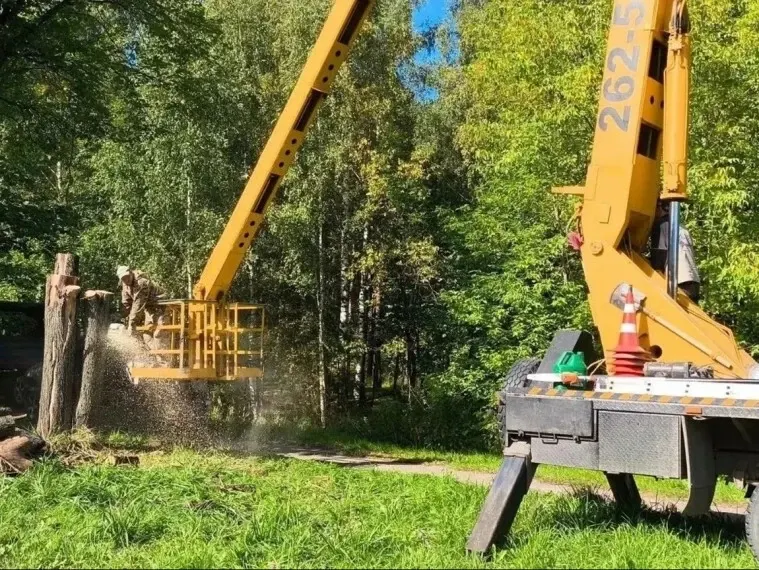 Новую Сластиху зачистили от гнилых тополей-убийц